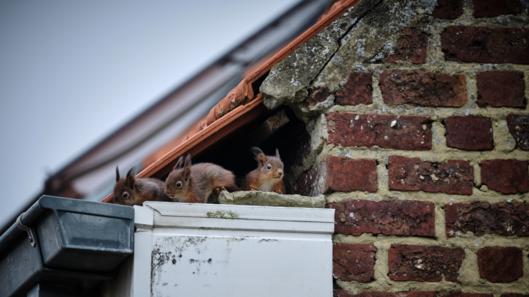how to keep squirrels off your roof