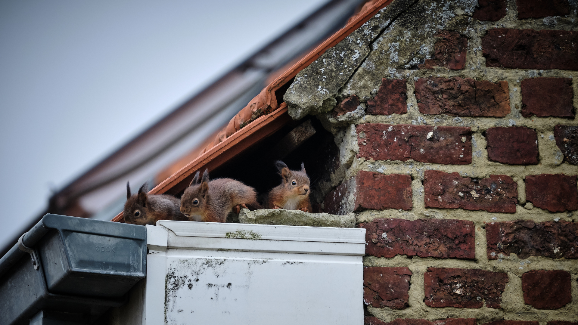 how to keep squirrels off your roof